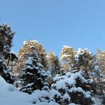 verschneite baumwipfel